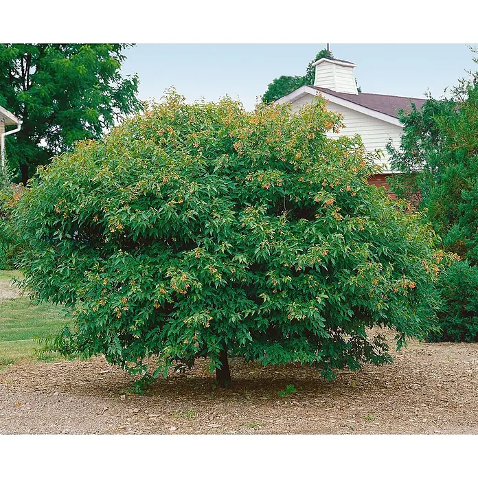 Pflanzen für dich Spitzahorn 40-60 cm - Acer ginnala - Voller, grüner Ahornstrauch mit kleinen orangen Flügelfrüchten, in einem Garten gepflanzt.