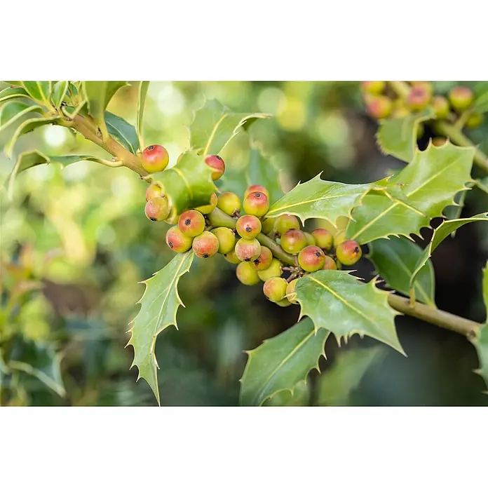 Pflanzen für dich Stechpalme 40-50 cm - Ilex meserveae 'Heckenfee', Weiß - Nahaufnahme eines Stechpalmenzweigs mit stacheligen grünen Blättern und Trauben unreifer, grün-rötlicher Beeren.