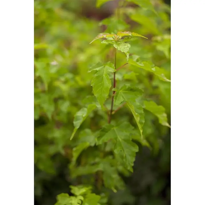 Pflanzen für dich Spitzahorn 40-60 cm - Acer ginnala - Leuchtend grüne Blätter einer jungen Pflanze mit frischem Neuaustrieb an der Spitze.