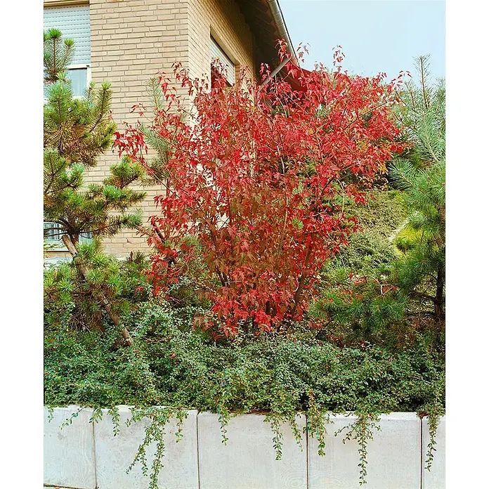 Pflanzen für dich Spitzahorn 40-60 cm - Acer ginnala - Leuchtend roter Herbststrauch, grüne Nadelbäume und rankender Bodendecker in einem Betonkübel.