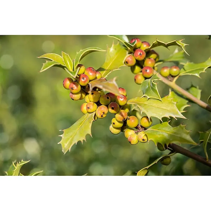 Pflanzen für dich Stechpalme 40-50 cm - Ilex meserveae 'Heckenfee', Weiß - Nahaufnahme eines Stechpalmenzweigs mit reifenden Beeren in Gelb-Grün und Rot, umgeben von stacheligen grünen Blättern.