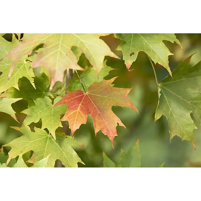Pflanzen für dich Spitzahorn 60-100 cm - Acer saccharum - Nahaufnahme von grünen Ahornblättern, wobei ein Blatt in Rot-, Orange- und Gelbtöne übergeht.