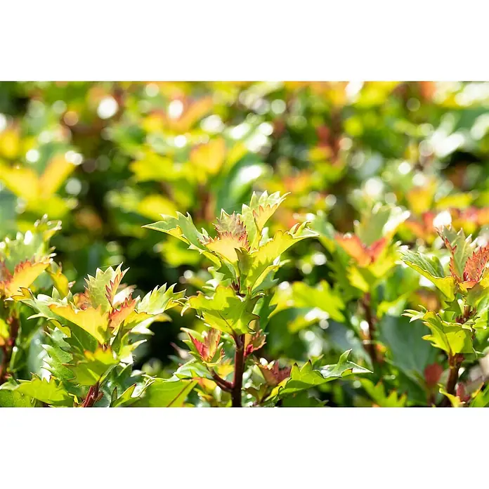 Pflanzen für dich Stechpalme 15-20 cm - Ilex meserveae 'Little Rascal', Weiß - Lebhaft grüne Blätter mit rot-orangen Spitzen und gezackten Rändern, im Sonnenlicht glänzend.