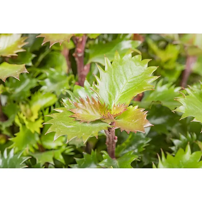 Pflanzen für dich Stechpalme 15-20 cm - Ilex meserveae 'Little Rascal', Weiß - Nahaufnahme einer Pflanze mit hellgrünen und rötlichen neuen Blättern mit markanten gezackten Rändern.