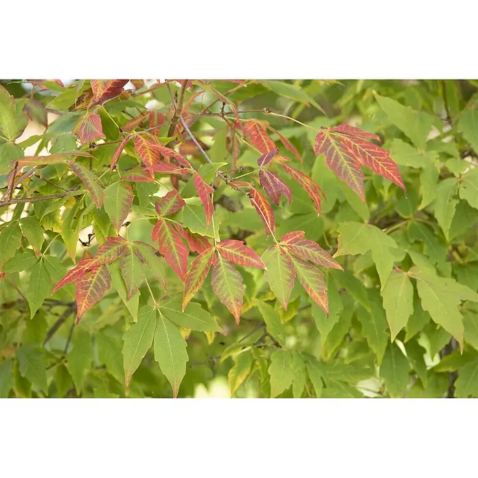 Pflanzen für dich Spitzahorn 60-100 cm - Acer saccharum - Grüne und rote Blätter an Ästen, die frühe Herbstfarben zeigen.