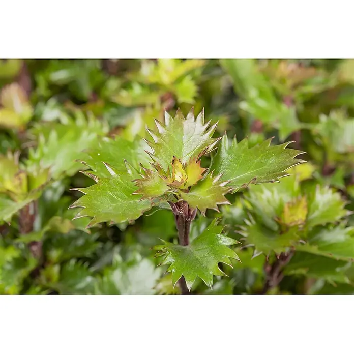 Pflanzen für dich Stechpalme 15-20 cm - Ilex meserveae 'Little Rascal', Weiß - Leuchtend grüne Pflanze mit scharf gezackten, stacheligen Blättern, teils mit rotbraunen Spitzen und neuem Wachstum in der Mitte.
