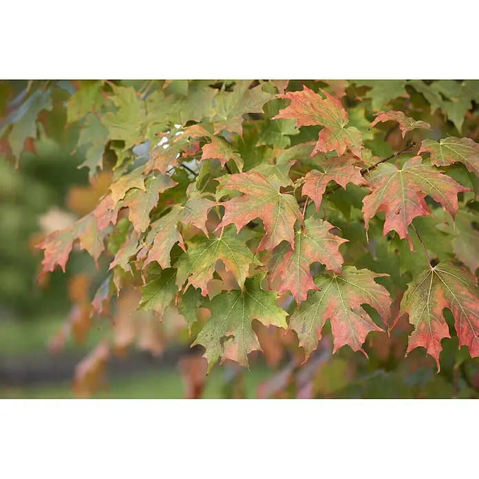 Pflanzen für dich Spitzahorn 60-100 cm - Acer saccharum - Ahornblätter in Herbstfarben, von Grün zu Rot und Orange übergehend.