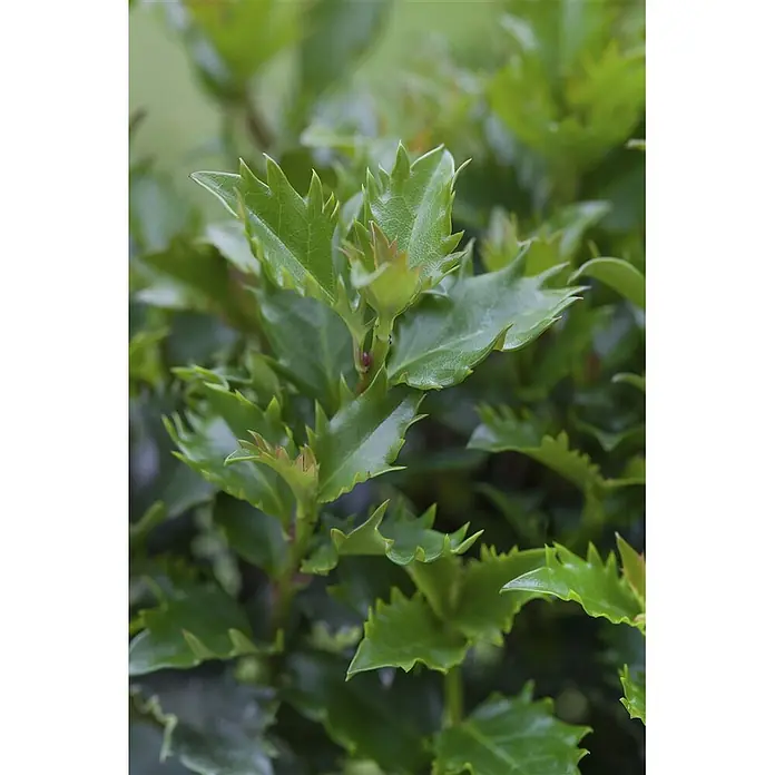 Pflanzen für dich Stechpalme 15-20 cm - Ilex meserveae 'Little Rascal', Weiß - Nahaufnahme von leuchtend grünem Pflanzenlaub mit markanten gezackten Blättern.