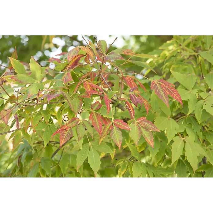 Pflanzen für dich Spitzahorn 60-100 cm - Acer saccharum - Grüne Blätter an Zweigen, einige färben sich leuchtend rot und orange, zeigen frühe Herbstfarben.