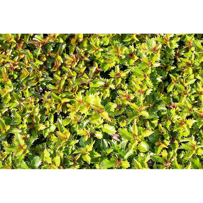 Pflanzen für dich Stechpalme 15-20 cm - Ilex meserveae 'Little Rascal', Weiß - Nahaufnahme von dichtem, grünem Laub mit stacheligen Blättern und rötlich-braunem Neuaustrieb an den Spitzen.