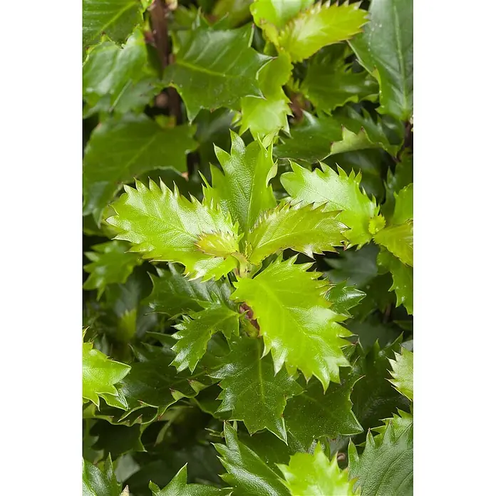 Pflanzen für dich Stechpalme 15-20 cm - Ilex meserveae 'Little Rascal', Weiß - Leuchtend grüne Blätter mit scharf gezackten Rändern, in der Mitte neues Wachstum.