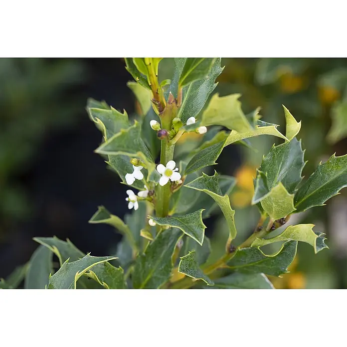 Pflanzen für dich Stechpalme Stechpalme - Ilex × meserveae 'Heckenstar', Weiß - Grüner Strauch mit gezackten Blättern und zarten weißen Blüten mit gelber Mitte.