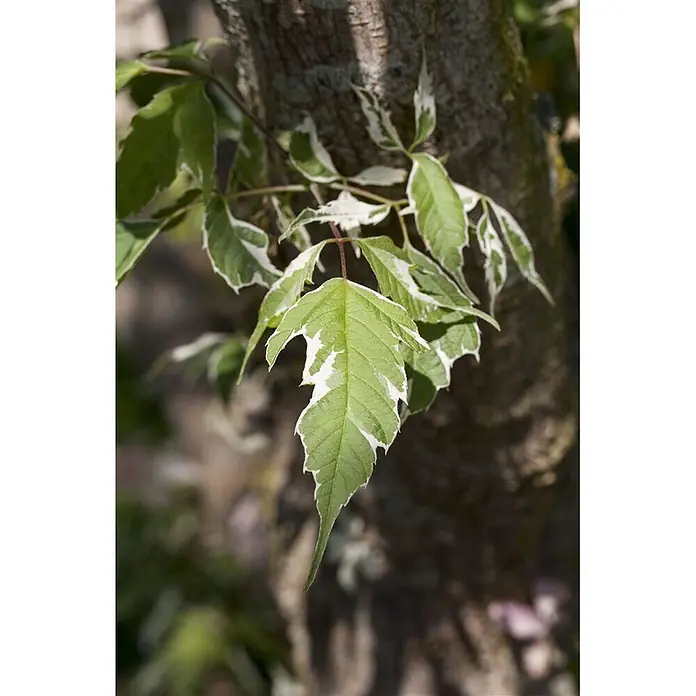 Pflanzen für dich Spitzahorn 125-150 cm - Acer negundo 'Variegatum' - Grüne Blätter mit markanter weißer Variegation an einem Ast.