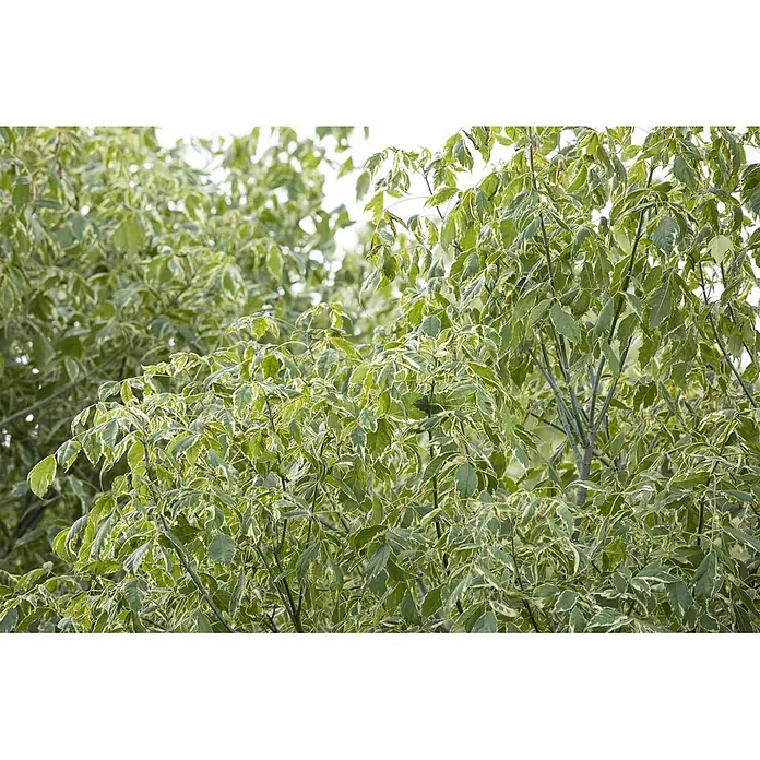 Pflanzen für dich Spitzahorn 125-150 cm - Acer negundo 'Variegatum' - Üppiges, grün-weiß panaschiertes Laub eines Baumes oder Busches, mit vielen kleinen Blättern und hellen Rändern.