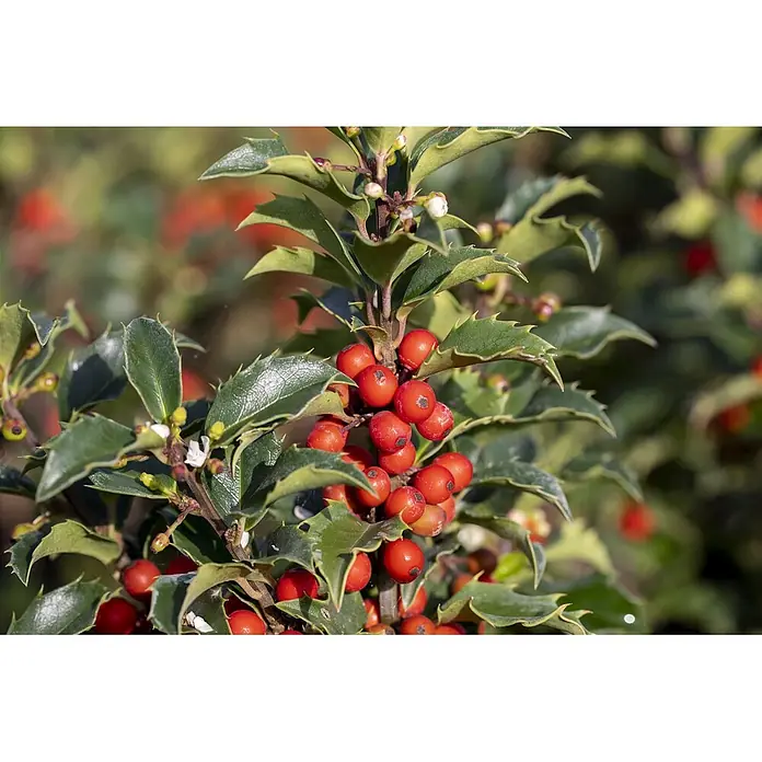 Pflanzen für dich Stechpalme Stechpalme - Ilex × meserveae 'Heckenstar', Weiß - Ein lebendiger Stechdornbusch mit glänzenden grünen Blättern und leuchtend roten Beeren, ideal für festliche Dekorationen.
