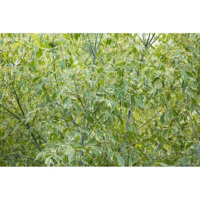 Pflanzen für dich Spitzahorn 125-150 cm - Acer negundo 'Variegatum' - Üppiges grünes Laub mit charakteristischen weiß umrandeten, panaschierten Blättern.