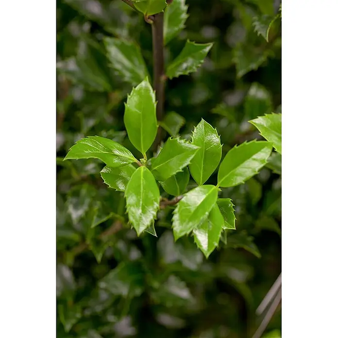 Pflanzen für dich Stechpalme Stechpalme - Ilex × meserveae 'Heckenstar', Weiß - Glänzende, hellgrüne Blätter mit gezackten Rändern an einem Pflanzenstiel.