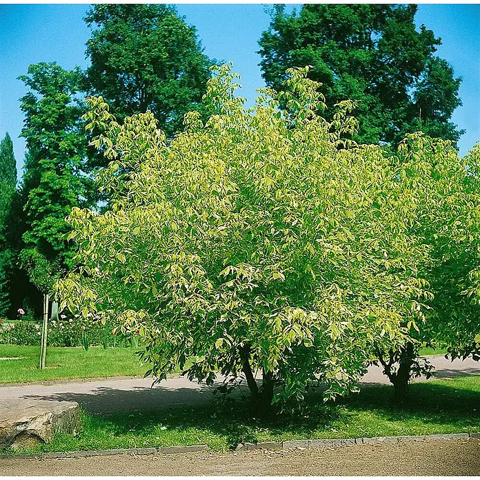 Pflanzen für dich Spitzahorn 125-150 cm - Acer negundo 'Variegatum' - Buntlaubiger Strauch mit hellgrünen und gelben Blättern in einem Park.