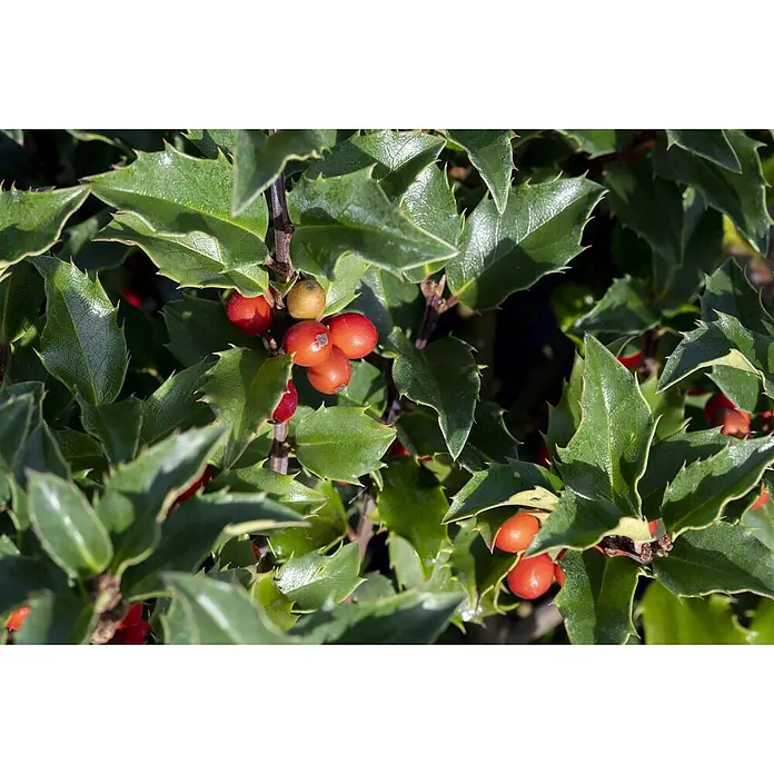 Pflanzen für dich Stechpalme Stechpalme - Ilex × meserveae 'Heckenstar', Weiß - Nahaufnahme eines Stechpalmenstrauchs mit glänzenden grünen stacheligen Blättern und leuchtend roten sowie einigen gelblichen Beeren.
