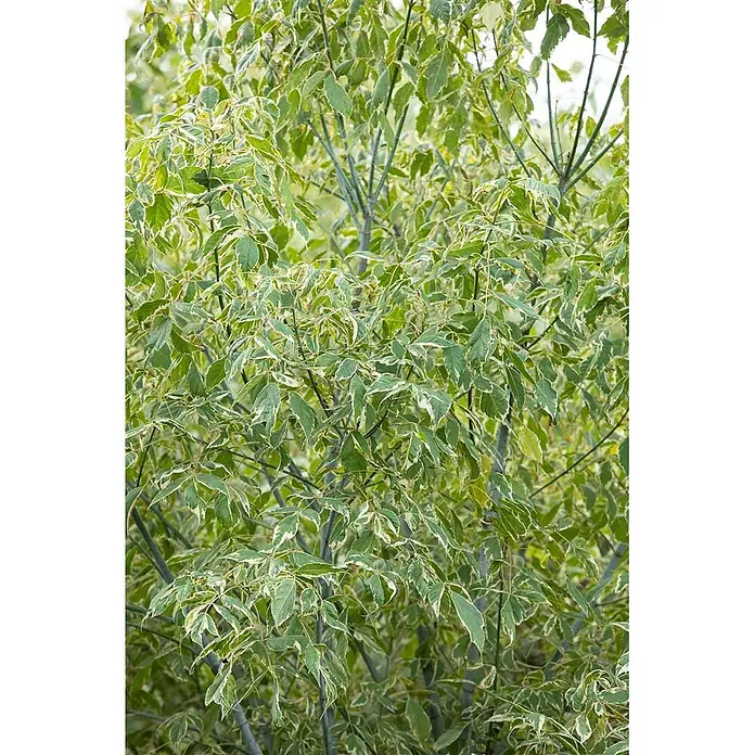 Pflanzen für dich Spitzahorn 125-150 cm - Acer negundo 'Variegatum' - Panaschiertes Pflanzenlaub mit grünen, weiß gerandeten Blättern.