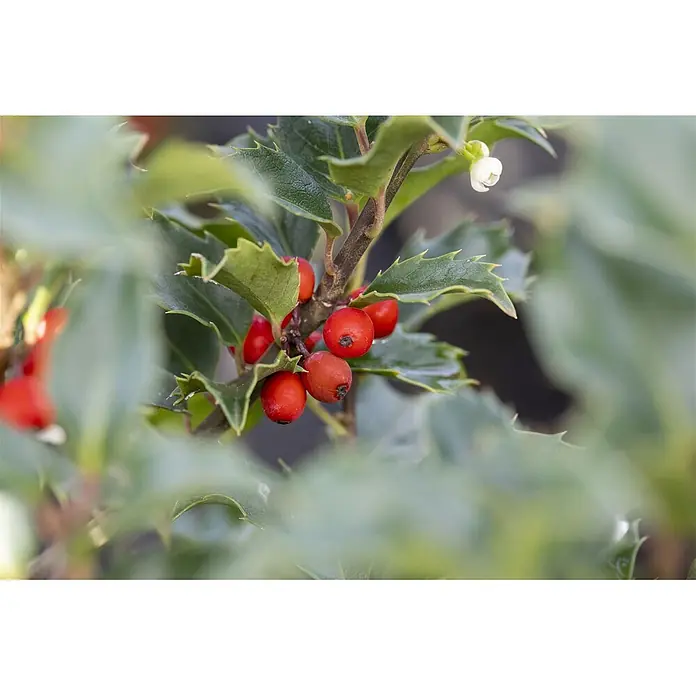 Pflanzen für dich Stechpalme Stechpalme - Ilex × meserveae 'Heckenstar', Weiß - Nahaufnahme eines Stechpalmenstrauchs mit leuchtend roten Beeren, spitzen grünen Blättern und einer kleinen weißen Blütenknospe.