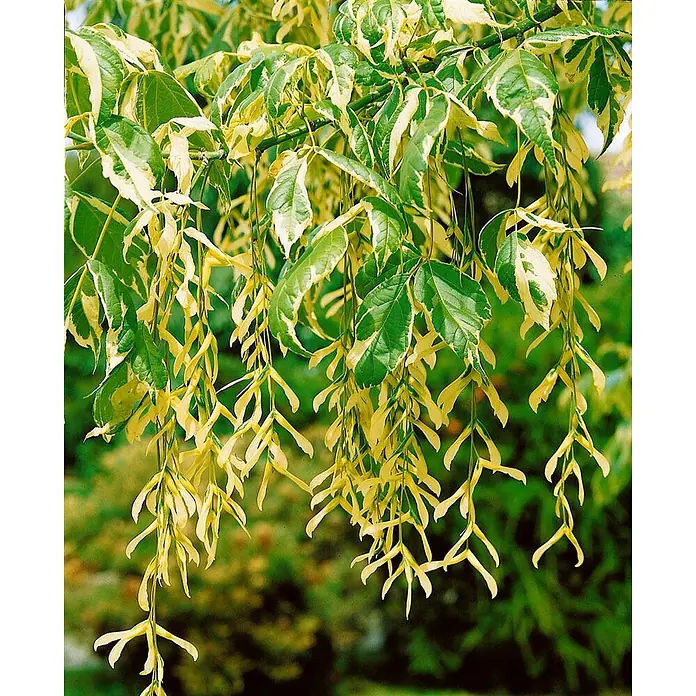 Pflanzen für dich Spitzahorn 125-150 cm - Acer negundo 'Variegatum' - Panaschierter Baumzweig mit grün-cremefarbenen Blättern und hängenden Bündeln hellgelber geflügelter Samen.