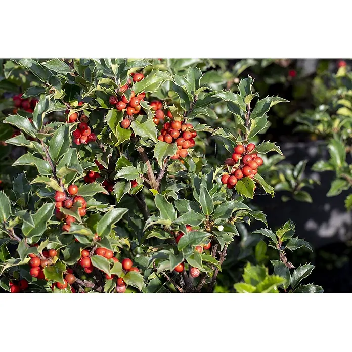 Pflanzen für dich Stechpalme Stechpalme - Ilex × meserveae 'Heckenstar', Weiß - Lebendige Stechpalme mit leuchtend roten Beeren und glänzenden grünen, stacheligen Blättern.