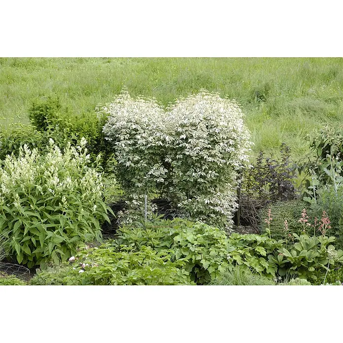 Pflanzen für dich Spitzahorn 100-150 cm - Acer negundo 'Flamingo' - Ein lebendiges Gartenbeet mit einem panaschierten weiß-grünen Strauch, einem Busch mit weißen Blüten und verschiedenen grünen und dunkellaubigen Pflanzen.
