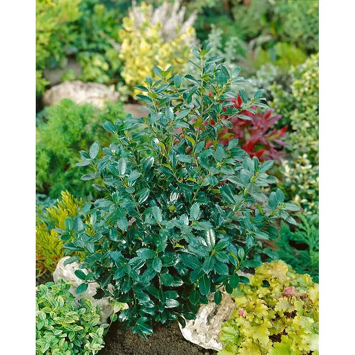 Pflanzen für dich Stechpalme 40-50 cm - Ilex × meserveae 'Heckenpracht', Weiß - Dunkelgrüner Stechpalmenstrauch mit stacheligen Blättern in einem Garten.