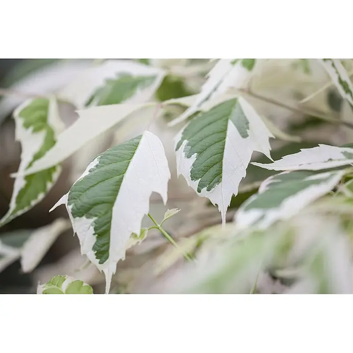 Pflanzen für dich Spitzahorn 100-150 cm - Acer negundo 'Flamingo' - Nahaufnahme von grün-weiß panaschierten Blättern an einer Pflanze.
