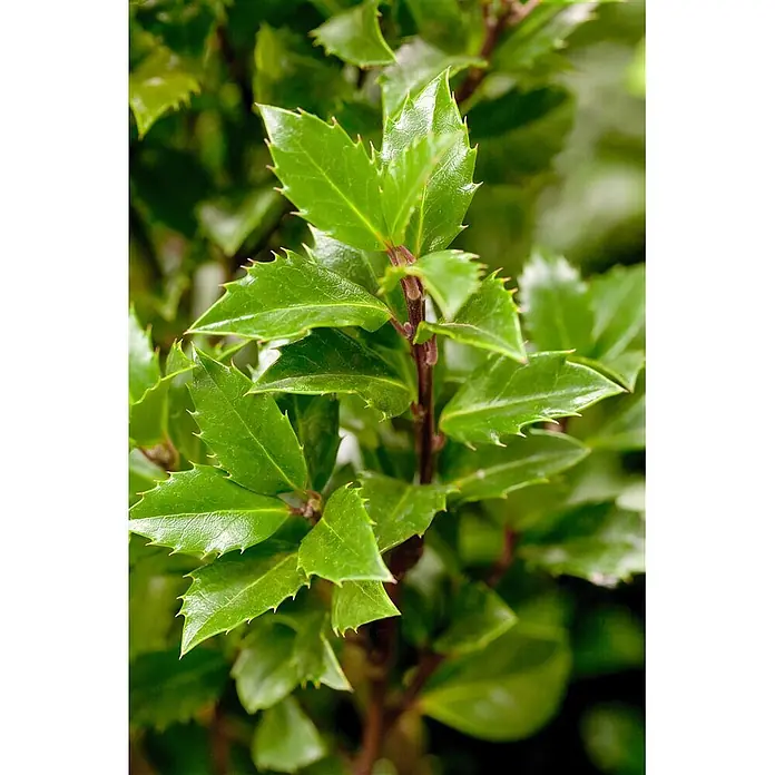 Pflanzen für dich Stechpalme 40-50 cm - Ilex × meserveae 'Heckenpracht', Weiß - Grüne Pflanze mit stacheligen Blättern an braunem Stiel.