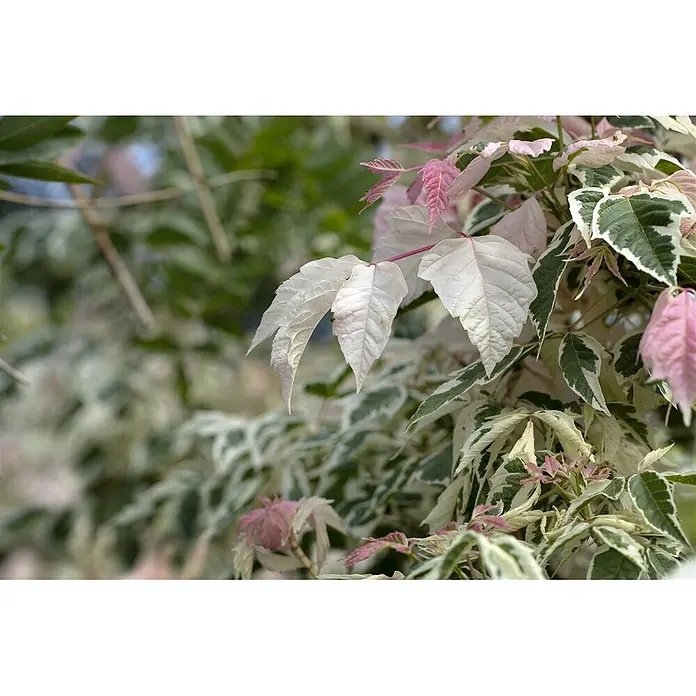 Pflanzen für dich Spitzahorn 100-150 cm - Acer negundo 'Flamingo' - Buntes Pflanzenlaub mit weißen, rosa und grünen Blättern.