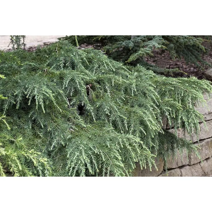 Pflanzen für dich Pinie 25-30 cm - Cedrus deodara 'Feelin Blue', Aktuelle Wuchshöhe: 25 cm - 30 cm - Üppiger blau-grüner Nadelbaum mit herabhängenden Ästen über einer Steinmauer.
