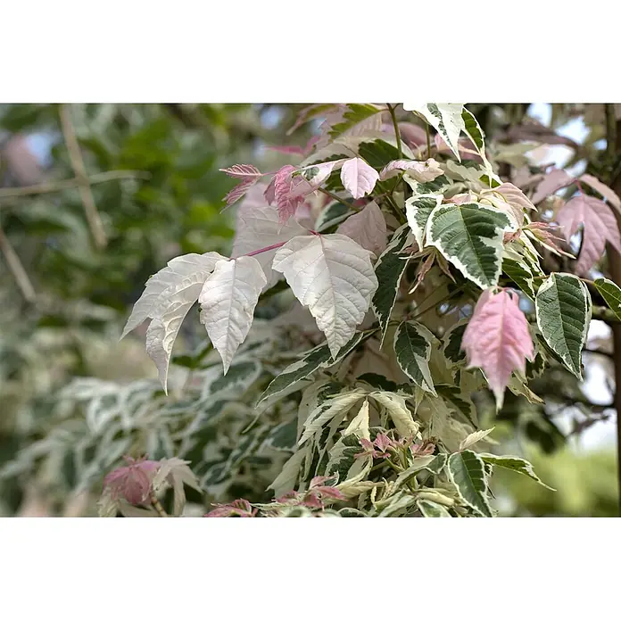 Pflanzen für dich Spitzahorn 100-150 cm - Acer negundo 'Flamingo' - Nahaufnahme bunter panaschierter Blätter in Weiß, Rosa und Grün.