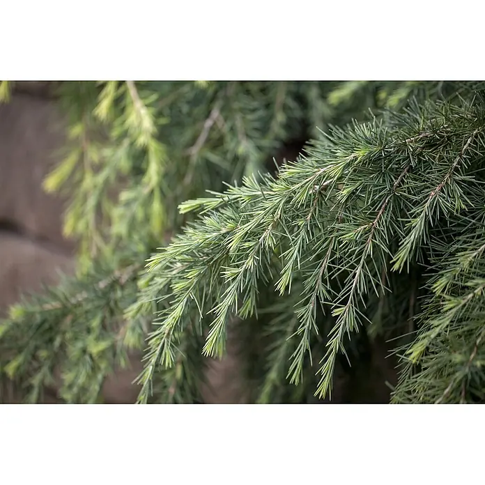 Pflanzen für dich Pinie 25-30 cm - Cedrus deodara 'Feelin Blue', Aktuelle Wuchshöhe: 25 cm - 30 cm - Grüne Nadelbaumzweige mit feinen Nadeln in Nahaufnahme.