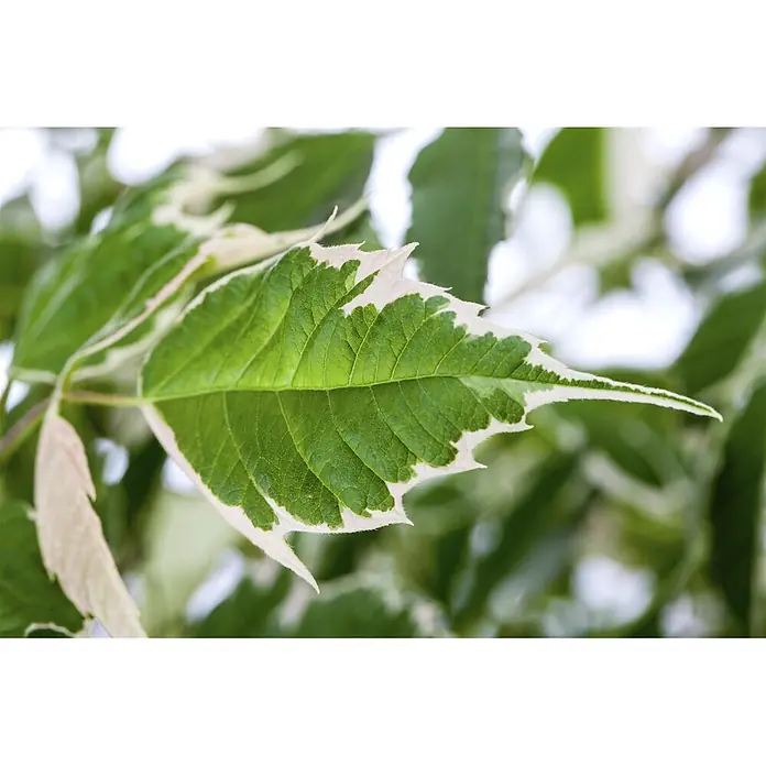 Pflanzen für dich Spitzahorn 100-150 cm - Acer negundo 'Flamingo' - Nahaufnahme eines leuchtend grünen Blattes mit deutlicher weißer Panaschierung an den gezackten Rändern.