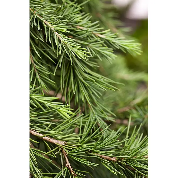 Pflanzen für dich Pinie 25-30 cm - Cedrus deodara 'Feelin Blue', Aktuelle Wuchshöhe: 25 cm - 30 cm - Lebendige grüne Kiefernzweige mit scharfen Nadeln.