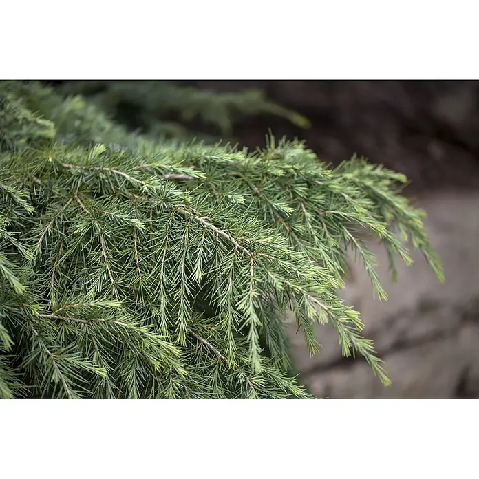 Pflanzen für dich Pinie 25-30 cm - Cedrus deodara 'Feelin Blue', Aktuelle Wuchshöhe: 25 cm - 30 cm - Üppige grüne Nadelbaumzweige mit kurzen Nadeln.