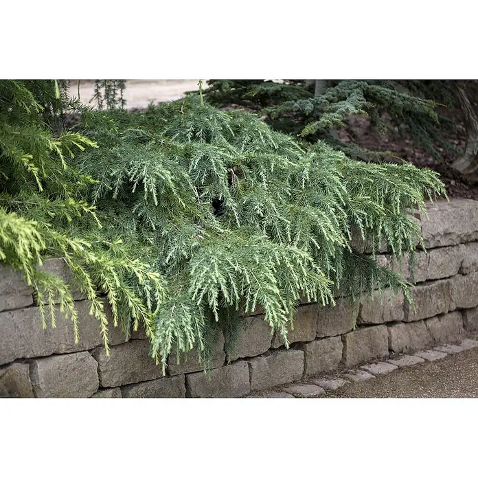 Pflanzen für dich Pinie 25-30 cm - Cedrus deodara 'Feelin Blue', Aktuelle Wuchshöhe: 25 cm - 30 cm - Grüne Koniferenzweige mit helleren Spitzen ragen über eine Steinmauer.