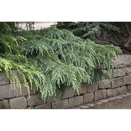 Pflanzen für dich  Pinie 25-30 cm