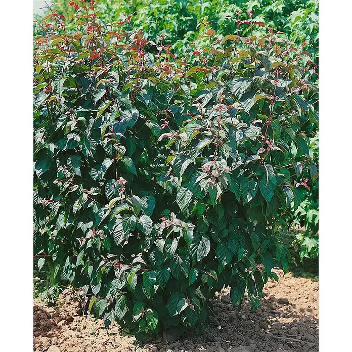 Pflanzen für dich Spitzahorn 50-60 cm - Acer davidii 'Viper' - Dichter grüner Busch mit rötlichem Neuaustrieb, in brauner Erde gepflanzt.
