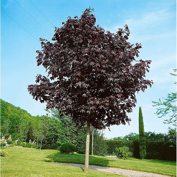 Pflanzen für dich Spitzahorn 30 Liter 10-14 cm Stammumfang - Acer platanoides 'Crimson King' - Ein junger Ahornbaum mit auffallend dunkelroten Blättern steht auf einem sonnigen Rasen.
