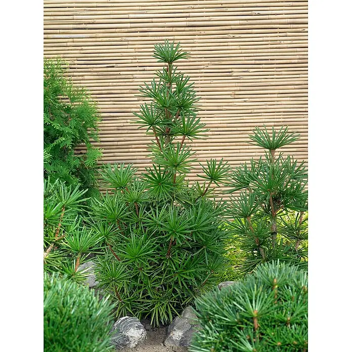 Pflanzen für dich Pinie 30-40 cm - Sciadopitys verticillata 'Sternschnuppe', Aktuelle Wuchshöhe: 30 cm - 40 cm - Grüner Nadelbaum mit charakteristischen nadelartigen Blättern in sternförmigen Wirteln, in einem Garten mit Bambuszaun.