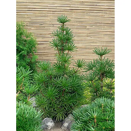 Pflanzen für dich  Pinie 30-40 cm