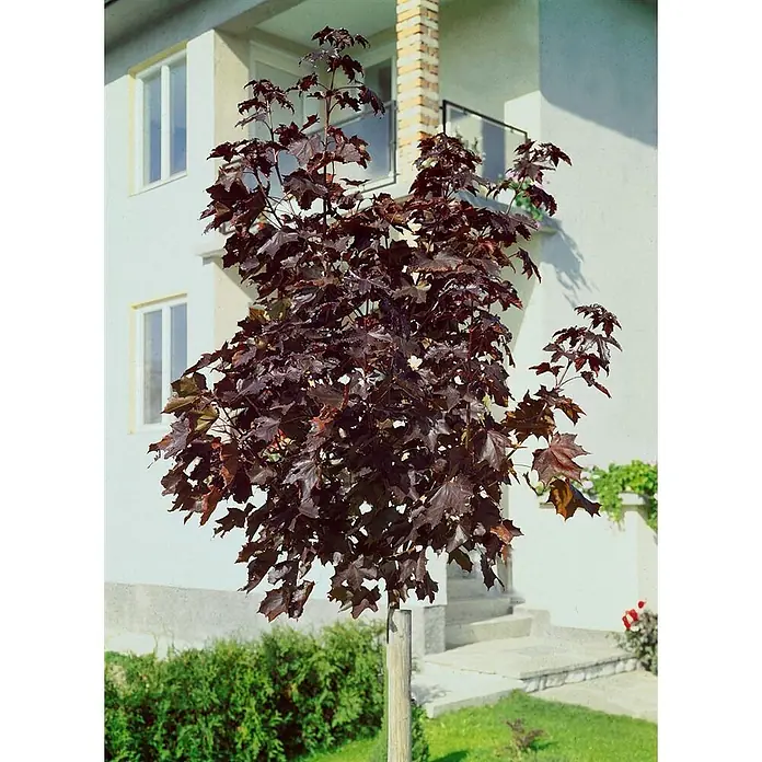 Pflanzen für dich Spitzahorn 30 Liter 10-14 cm Stammumfang - Acer platanoides 'Crimson King' - Kleiner Zierbaum mit dunkelroten Blättern im Garten.