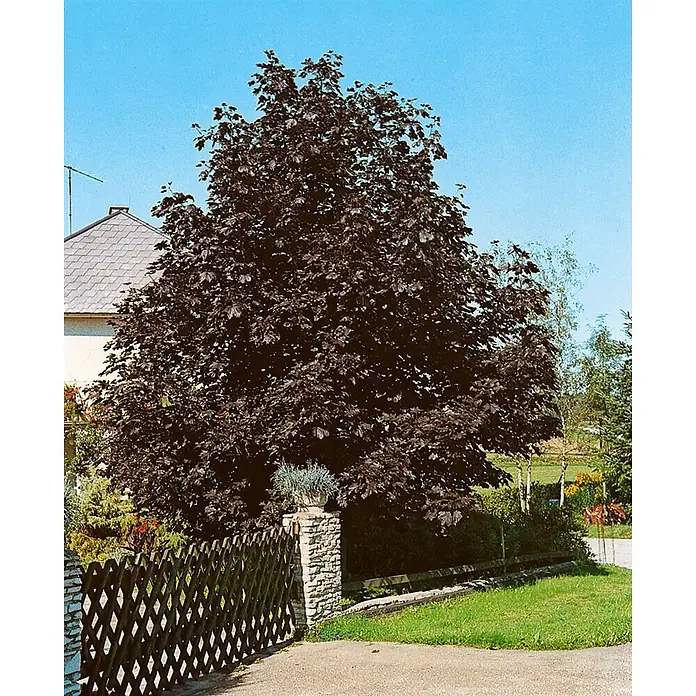 Pflanzen für dich Spitzahorn 30 Liter 10-14 cm Stammumfang - Acer platanoides 'Crimson King' - Großer, dunkelblättriger Baum in einem Garten, neben einem Haus und einem Holzzaun.