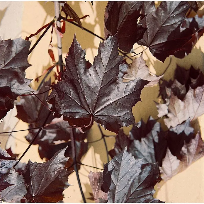 Pflanzen für dich Spitzahorn 30 Liter 10-14 cm Stammumfang - Acer platanoides 'Crimson King' - Dunkel purpurrote Ahornblätter an Zweigen vor gelbem Hintergrund.