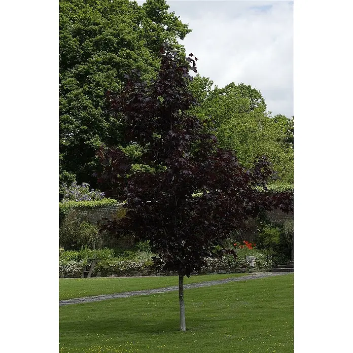 Pflanzen für dich Spitzahorn 30 Liter 10-14 cm Stammumfang - Acer platanoides 'Crimson King' - Ein junger Baum mit dunkelroten Blättern steht in einem grasbewachsenen Park, umgeben von grünen Bäumen und einer Steinmauer.