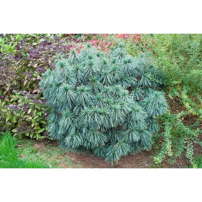 Pflanzen für dich Pinie 70-80 cm - Pinus wallichiana, Aktuelle Wuchshöhe: 70 cm - 80 cm - Eine dichte, runde Zwergkiefer mit langen, blaugrünen Nadeln in einer Gartenumgebung.