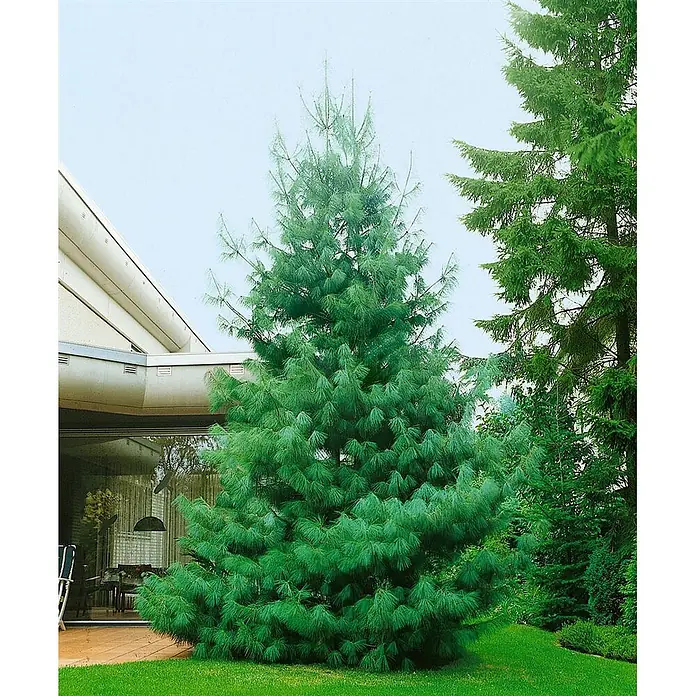 Pflanzen für dich Pinie 70-80 cm - Pinus wallichiana, Aktuelle Wuchshöhe: 70 cm - 80 cm - Großer, leuchtend grüner Nadelbaum, vermutlich Kiefer, in einem Garten neben einem modernen Haus.